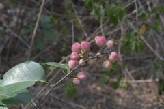 Maytenus heyneana